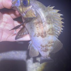 メバリングは楽しい