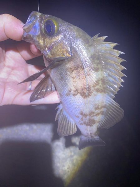 メバリングは楽しい