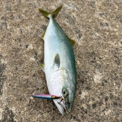 ショアジギング