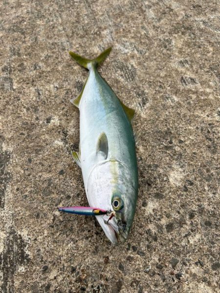 ショアジギング