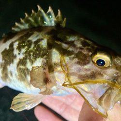 アジはどこ行った⁈