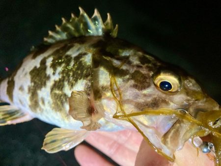 アジはどこ行った⁈