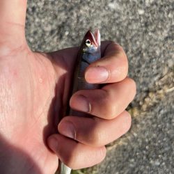 癒しの小物釣り