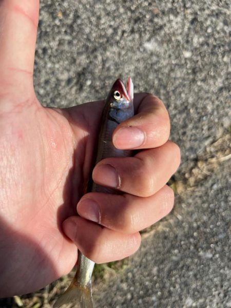 癒しの小物釣り