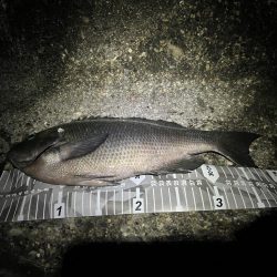 城ヶ島 半夜釣り
