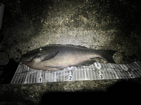 城ヶ島　半夜釣り