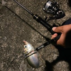 ナイト五目釣り