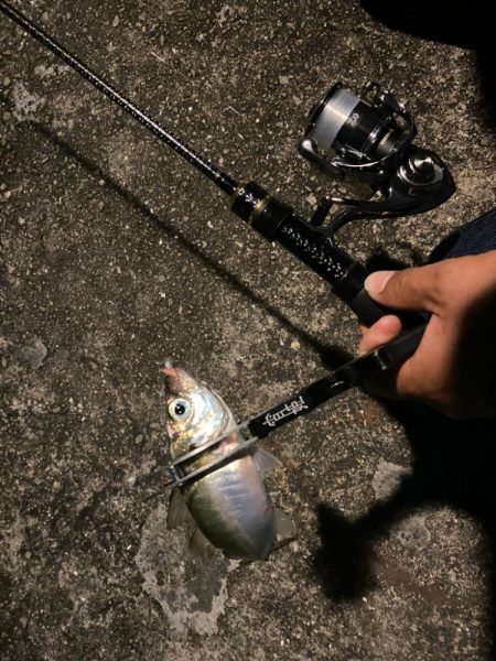 ナイト五目釣り