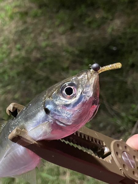 ジグ単de〜アジング♪強風一時微風