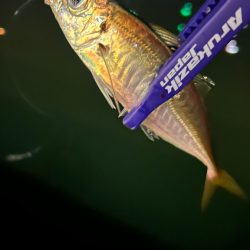 風強めのアジング