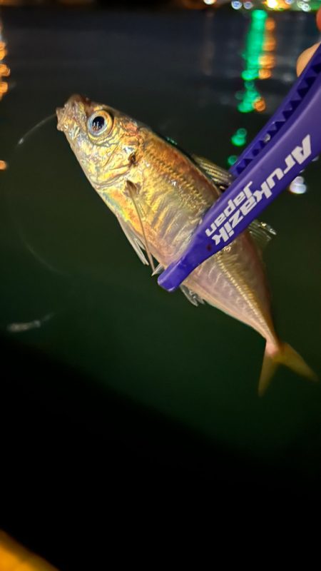 風強めのアジング