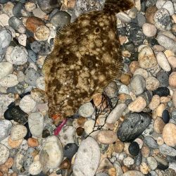 ヒラメ、真鯛等四目達成