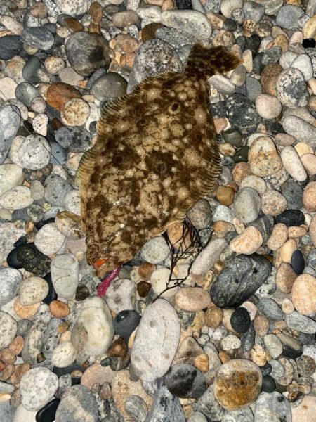 ヒラメ、真鯛等四目達成