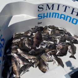 フルコンタクト　チヌ落とし込み　チニング