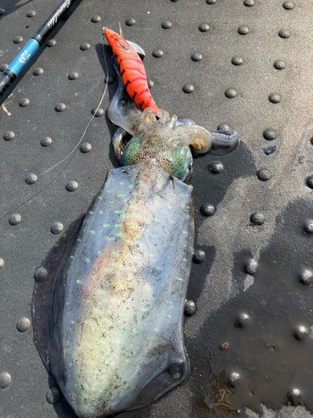 新転地で初アオリ！！