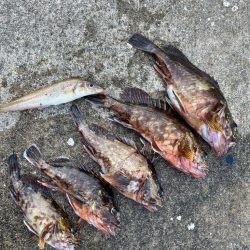 ガシリングでキス釣れました