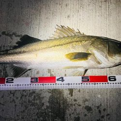 バチパターンではないが