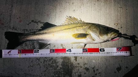 バチパターンではないが