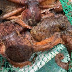 タコとアマダイ釣り