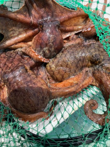 タコとアマダイ釣り