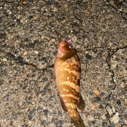 良型アジと爆釣カマス