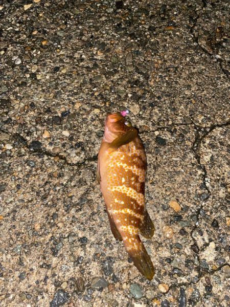 良型アジと爆釣カマス