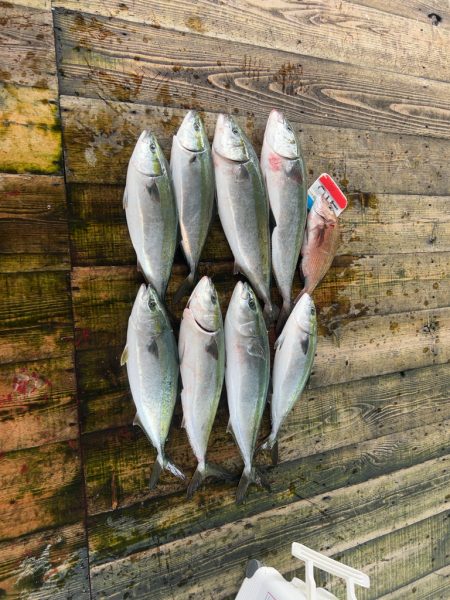 あなたに逢い鯛釣り堀