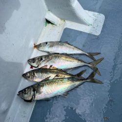 東京湾、ウィリー五目船