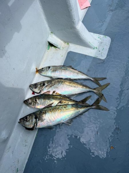 東京湾、ウィリー五目船