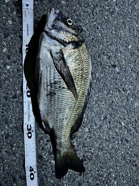 メバルを求めてテトラをランガン