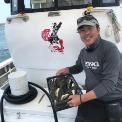 室津のカットウフグ