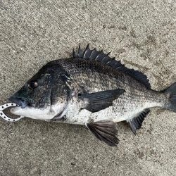 久しぶりのおチヌさん