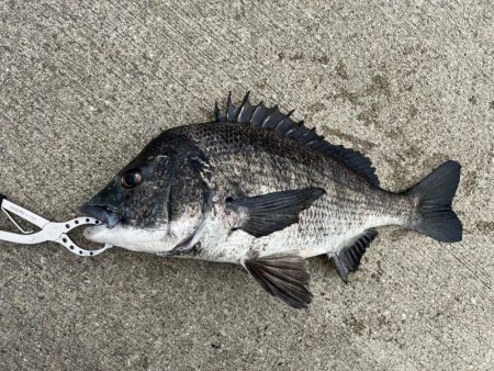 久しぶりのおチヌさん