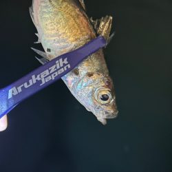 日替わりアジング