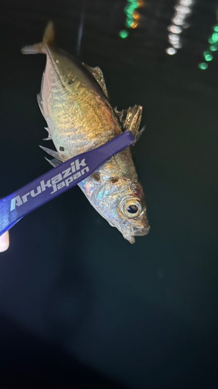 日替わりアジング