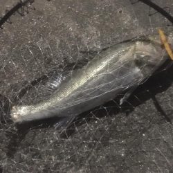 最後のテクトロでシーバス