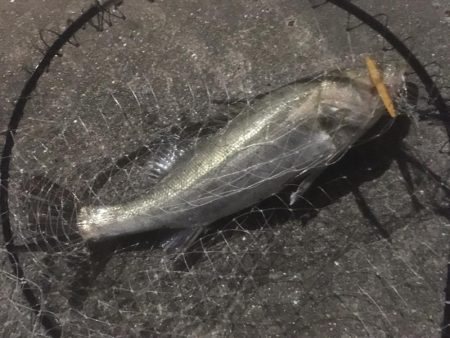 最後のテクトロでシーバス