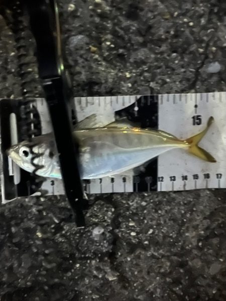 サイズが、、、