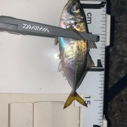 深夜の極寒アジング