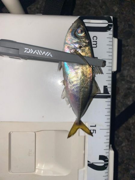 深夜の極寒アジング