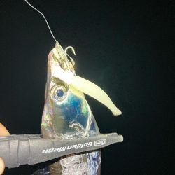 タチウオ高活性