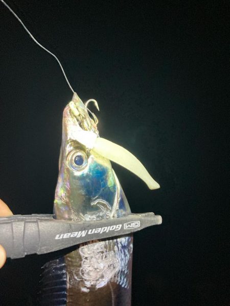 タチウオ高活性