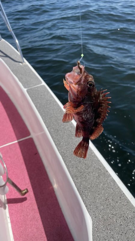 ポイントによりけり