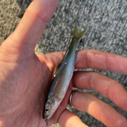 小ハスとの戯れ