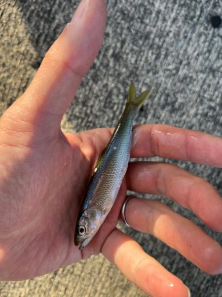 小ハスとの戯れ