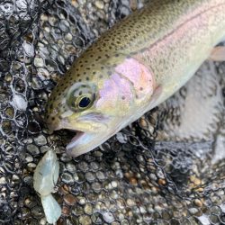 大雨鱒フィッシング