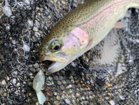 大雨鱒フィッシング