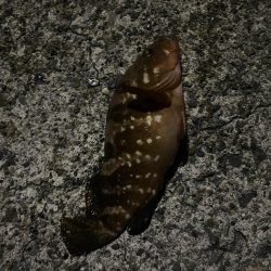 キジハタとコウイカ