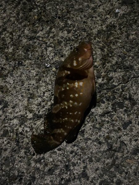 キジハタとコウイカ