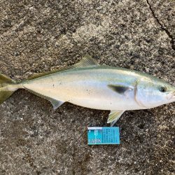 久しぶりの青物